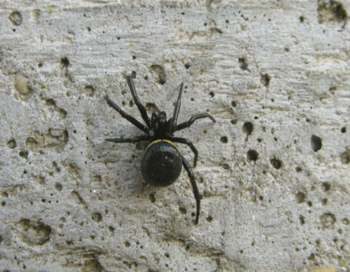 Steatoda paykulliana